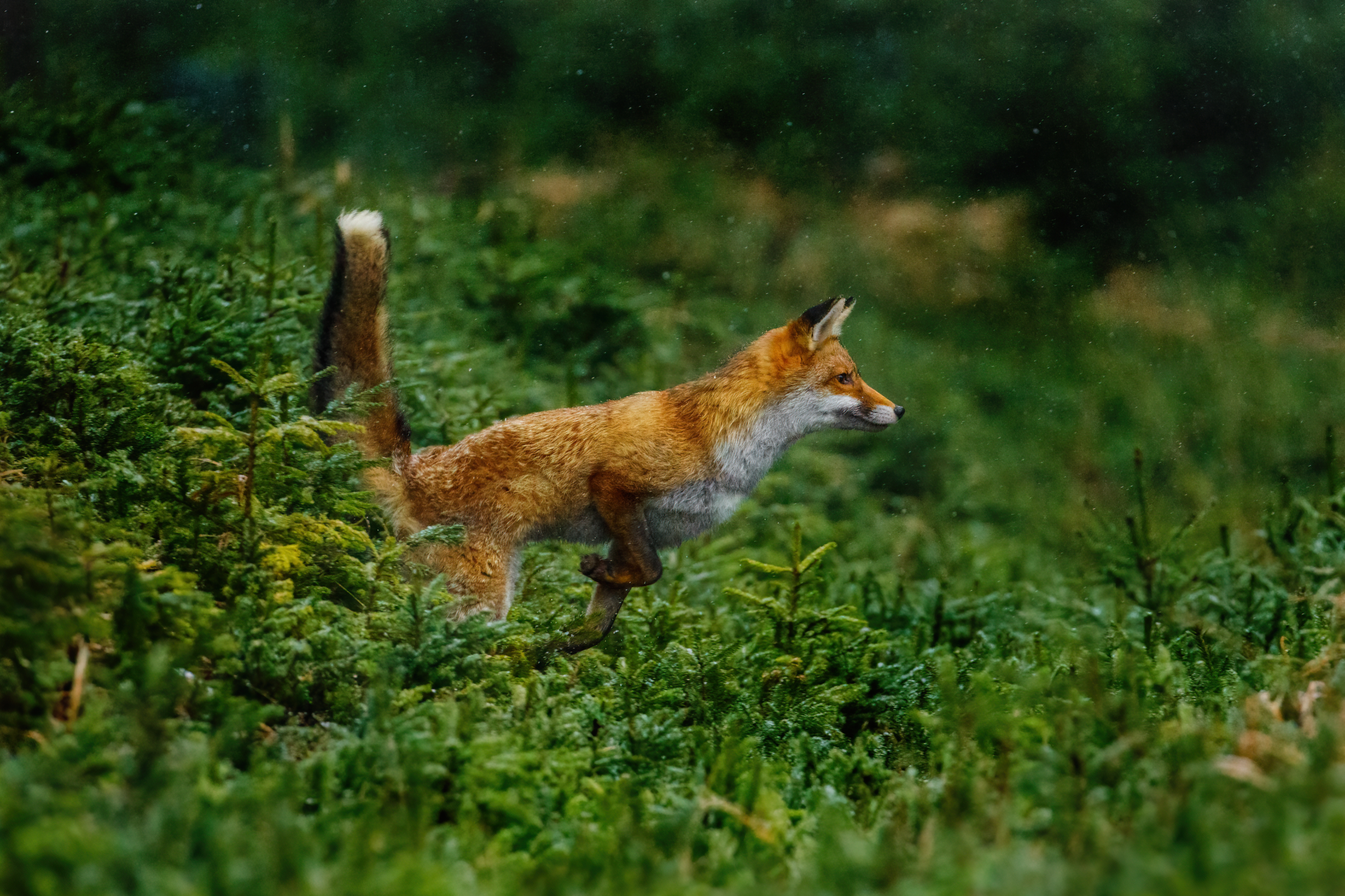 Scope & background