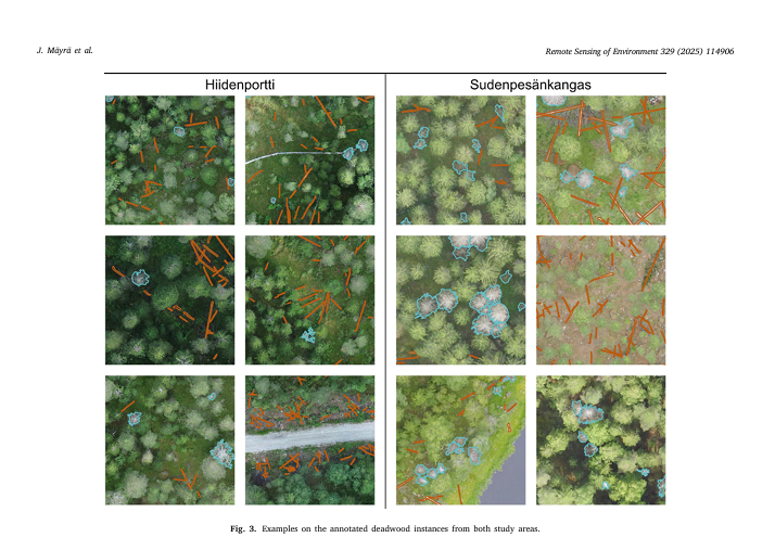 How drones and AI are mapping deadwood in Finnish forests